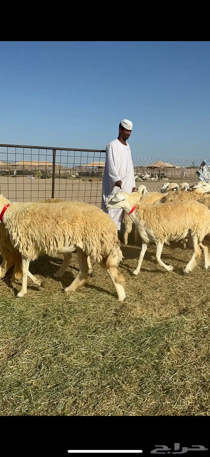 غنم حريات رخال حرش طايفيه 41 بلفحل 8