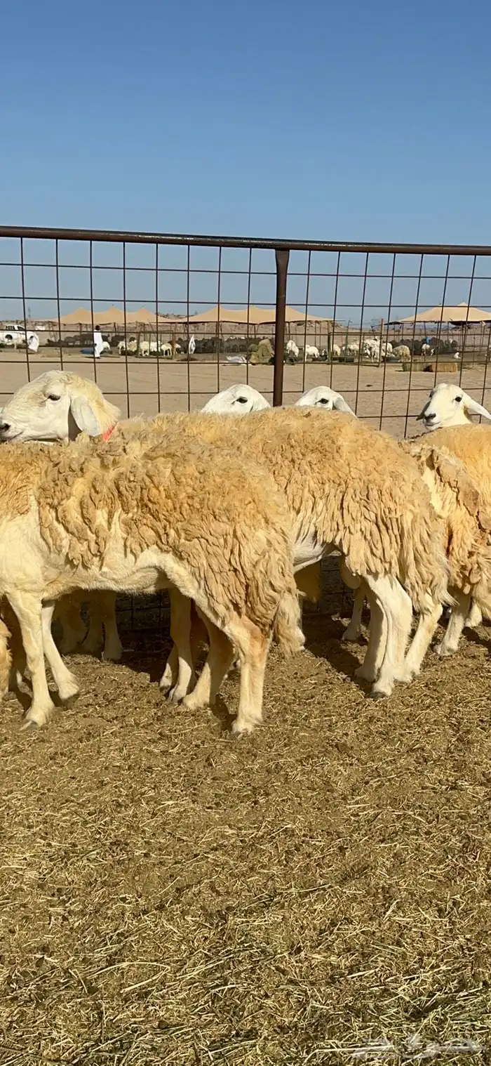 غنم حريات رخال حرش طايفيه 41 بلفحل 4