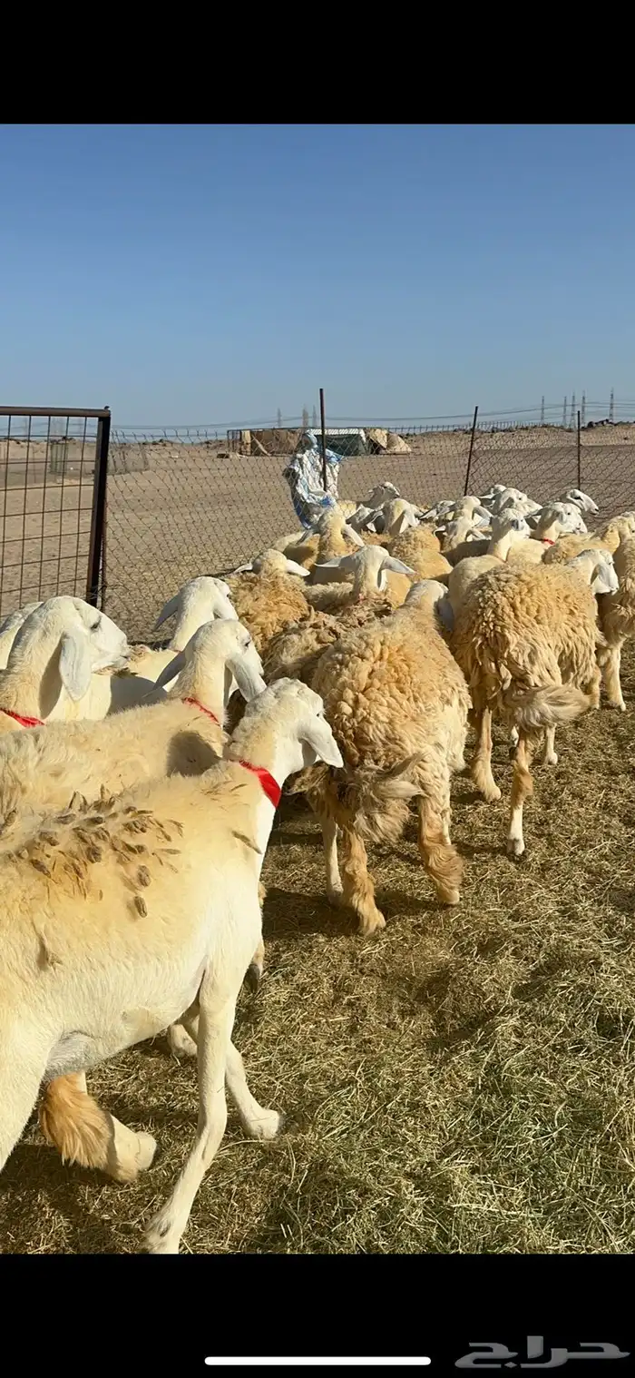 غنم حريات رخال حرش طايفيه 41 بلفحل 12