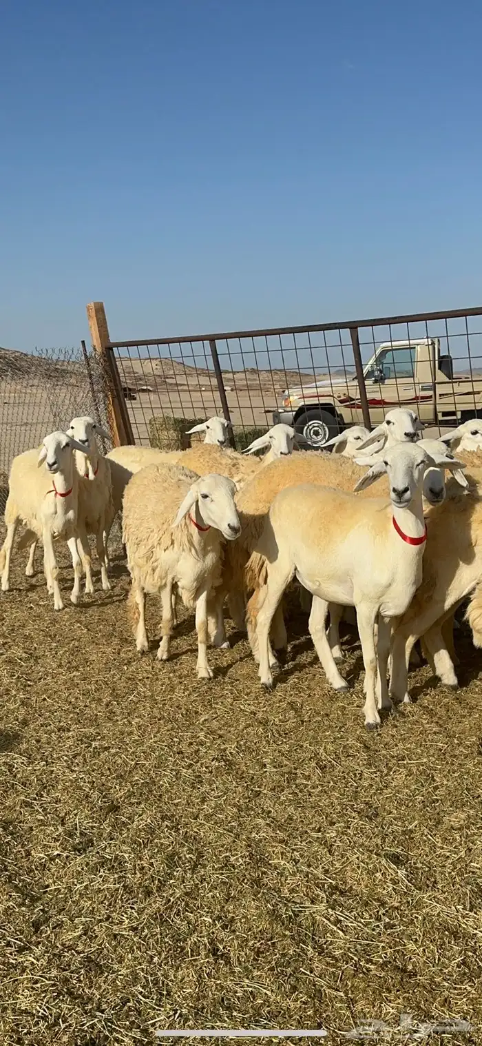 غنم حريات رخال حرش طايفيه 41 بلفحل 5