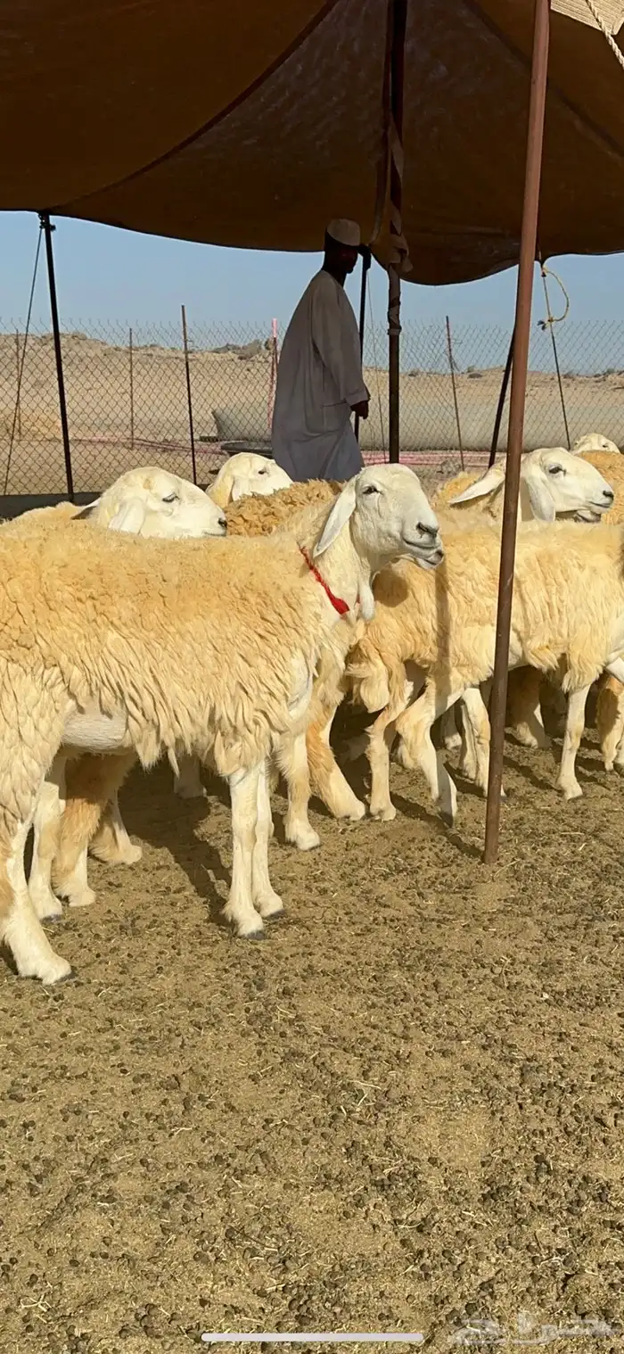 غنم حريات رخال حرش طايفيه 41 بلفحل 13