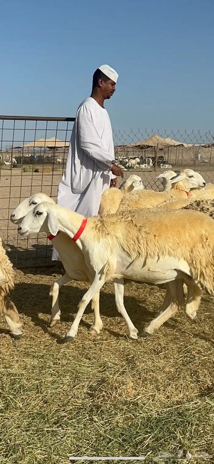 غنم حريات رخال حرش طايفيه 41 بلفحل 9