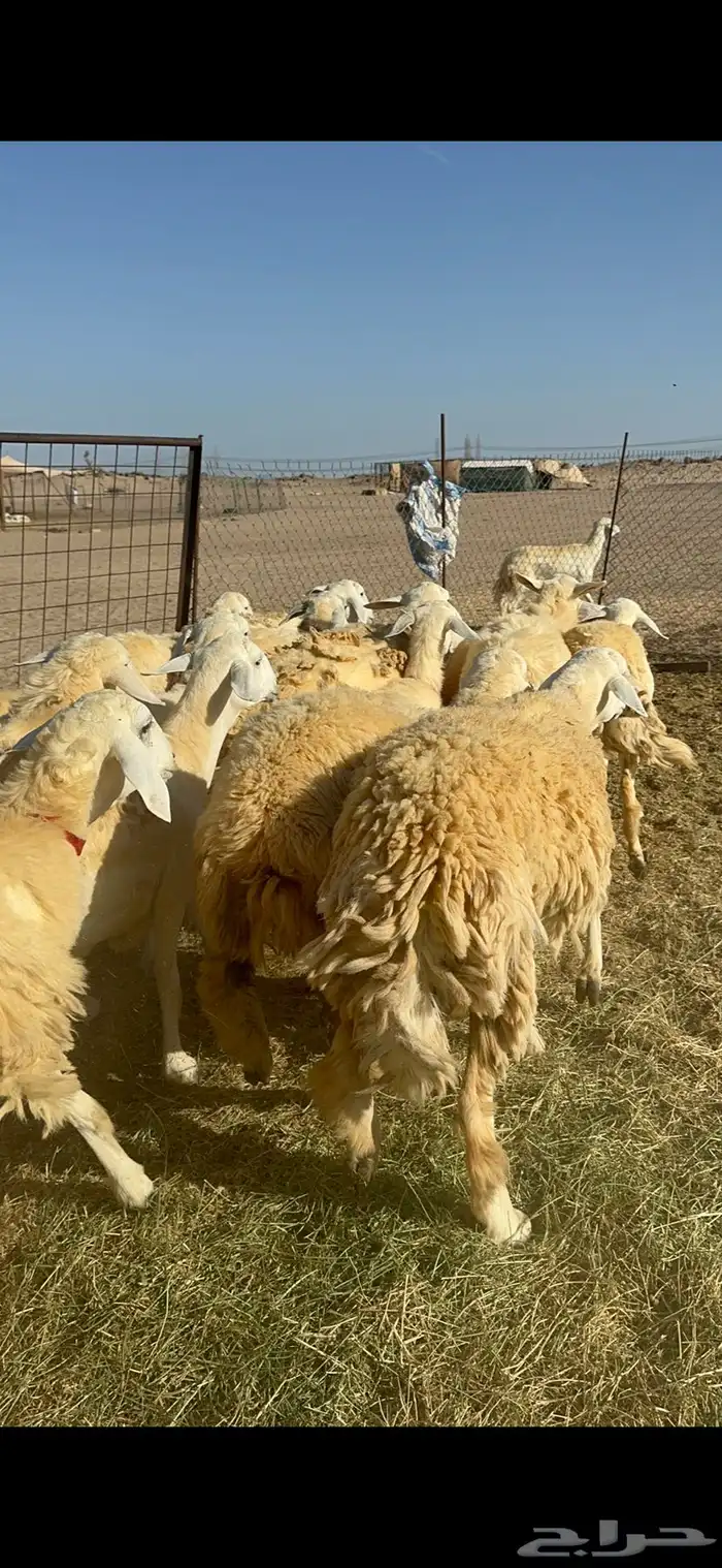 غنم حريات رخال حرش طايفيه 41 بلفحل 11