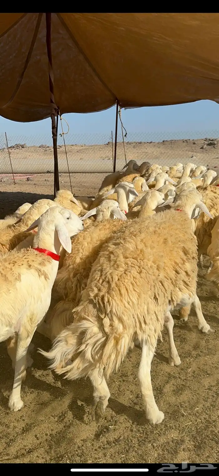 غنم حريات رخال حرش طايفيه 41 بلفحل 17