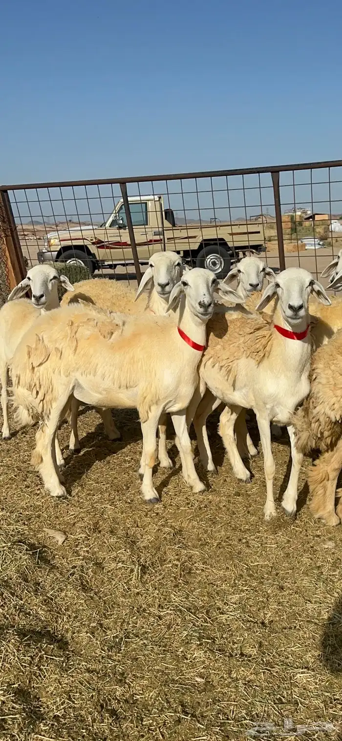 غنم حريات رخال حرش طايفيه 41 بلفحل 1
