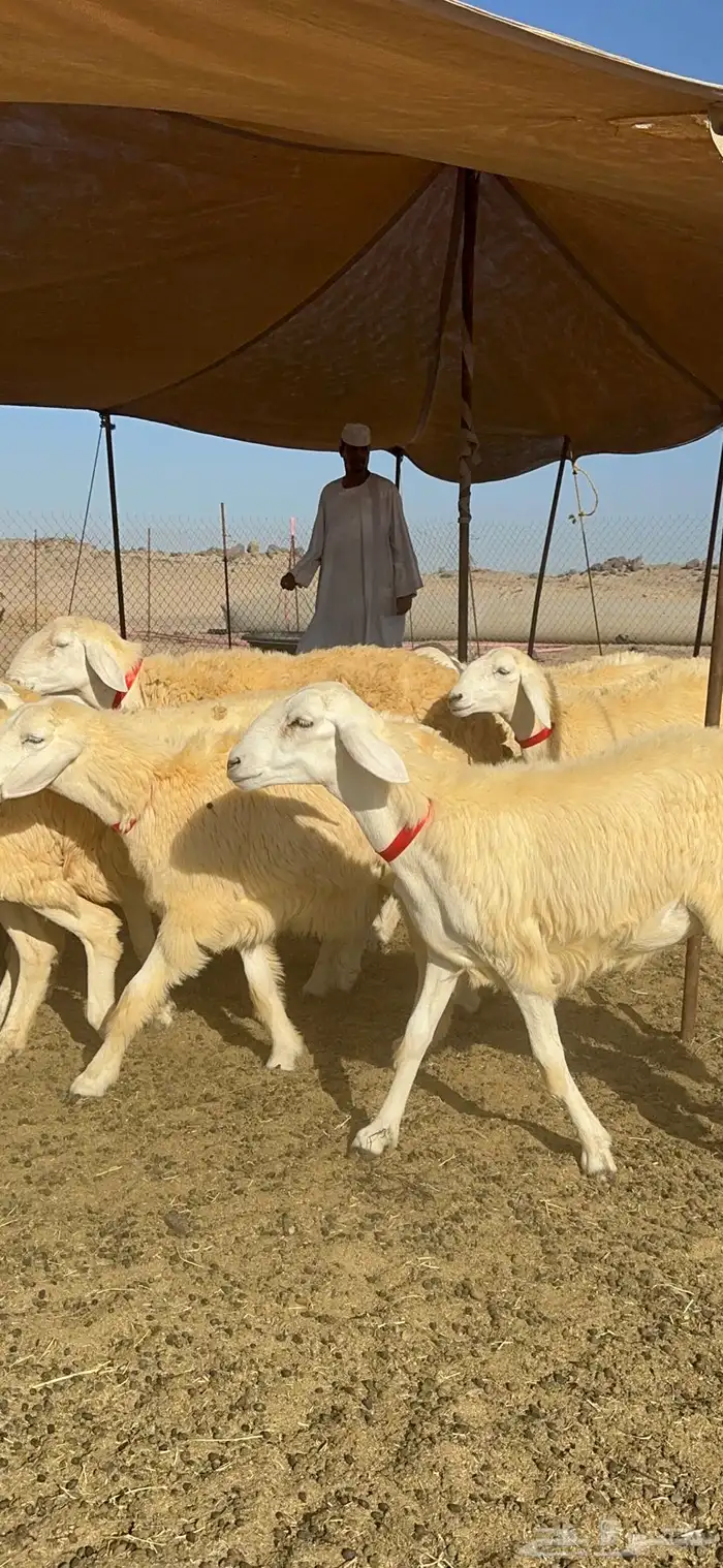 غنم حريات رخال حرش طايفيه 41 بلفحل 15