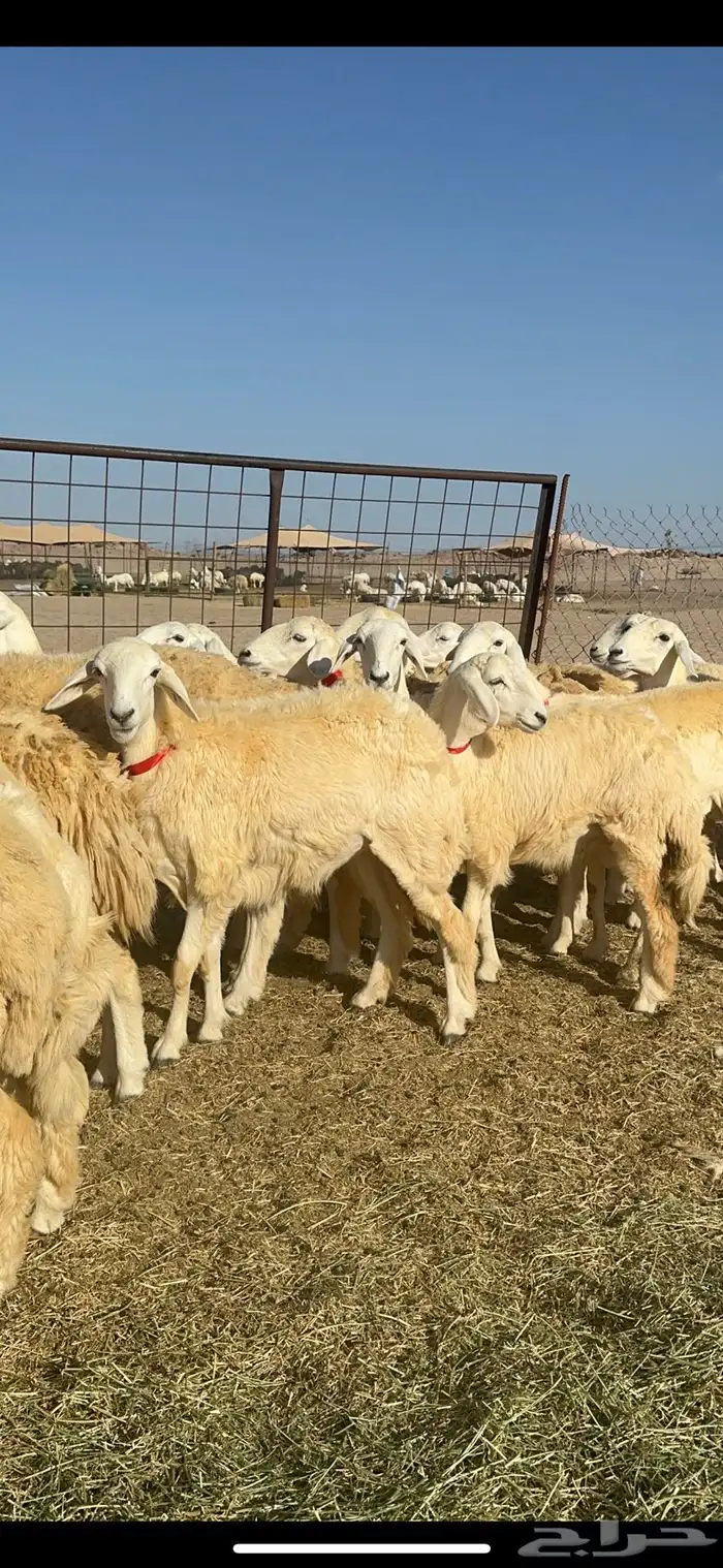 غنم حريات رخال حرش طايفيه 41 بلفحل 2