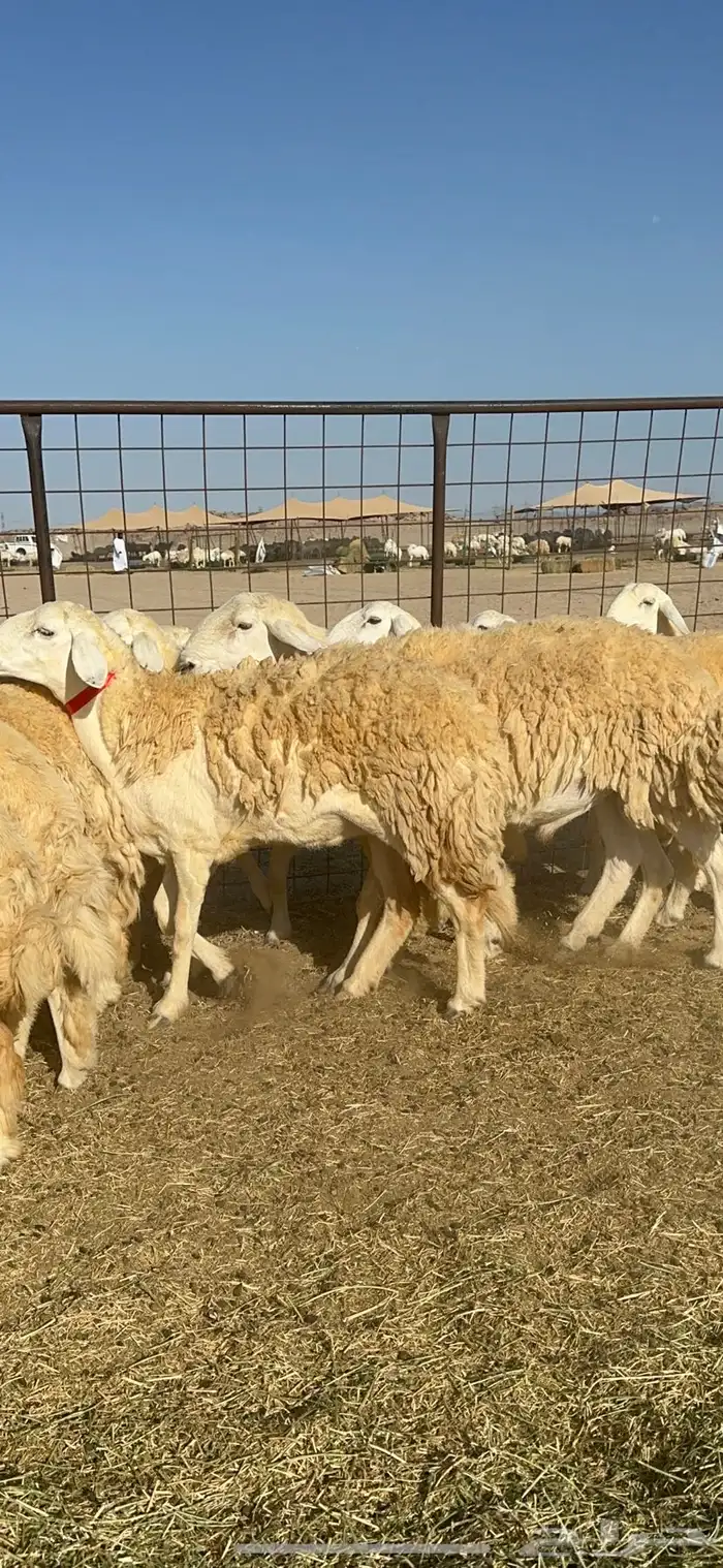 غنم حريات رخال حرش طايفيه 41 بلفحل 3