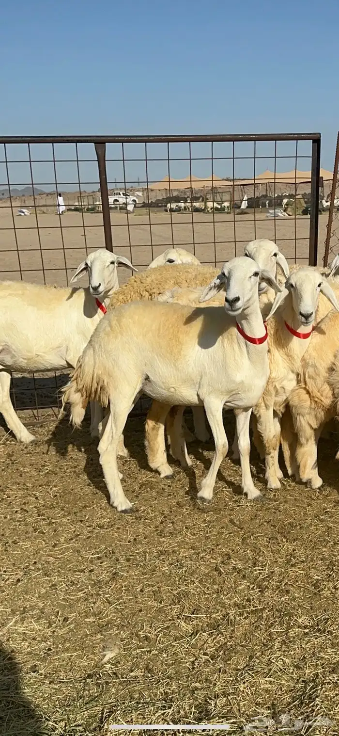 غنم حريات رخال حرش طايفيه 41 بلفحل 0