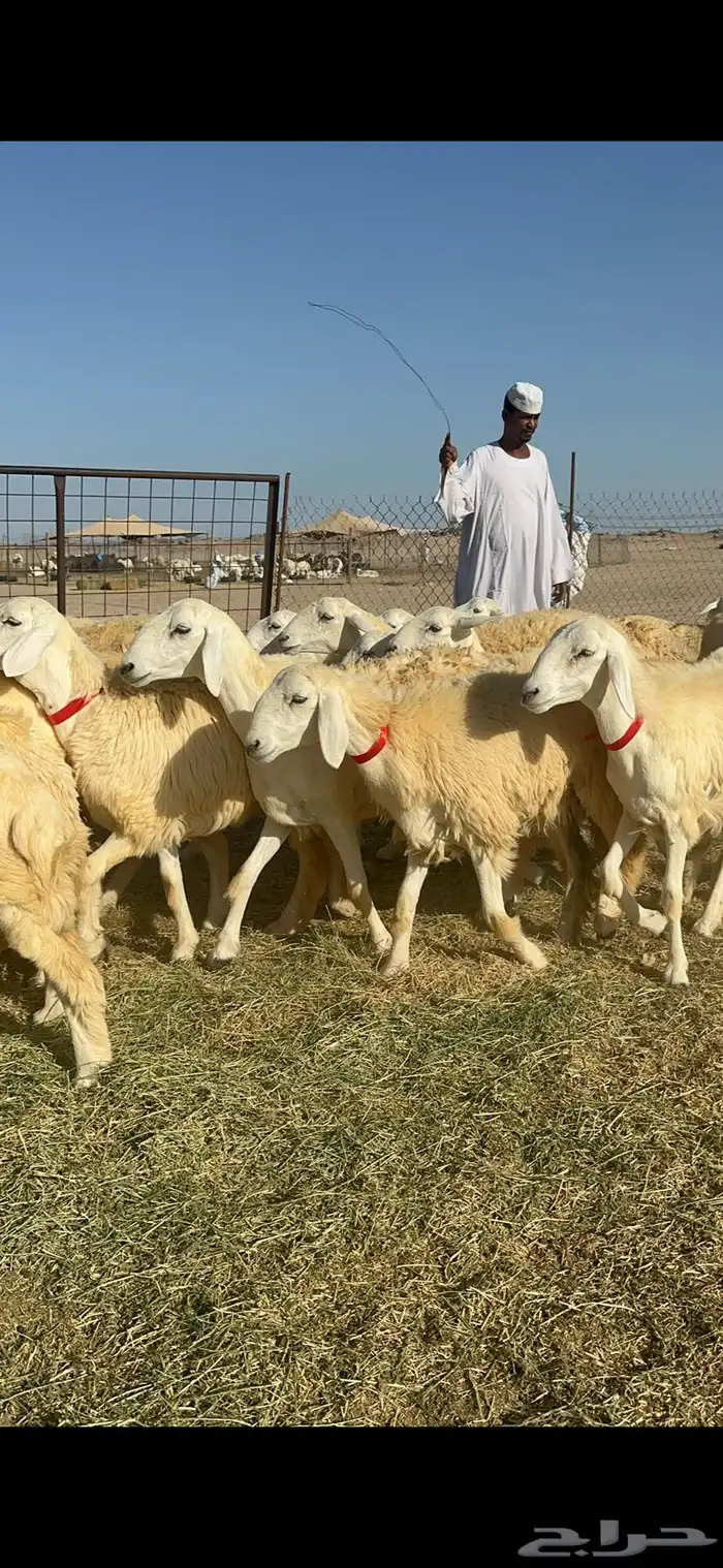 غنم حريات رخال حرش طايفيه 41 بلفحل 6