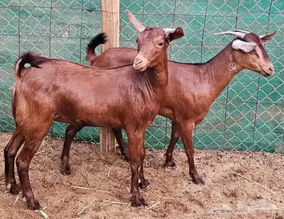 جفار محايلية توم تم البيع 6