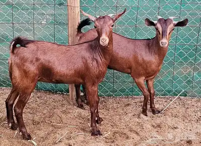 جفار محايلية توم تم البيع 0