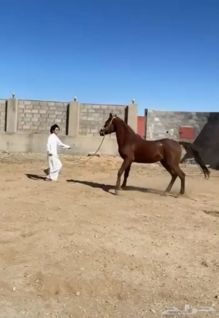 خيل عربي اصيل باوراق ومسجل بمركز الملك عبدالعزيز للخيول الع 2