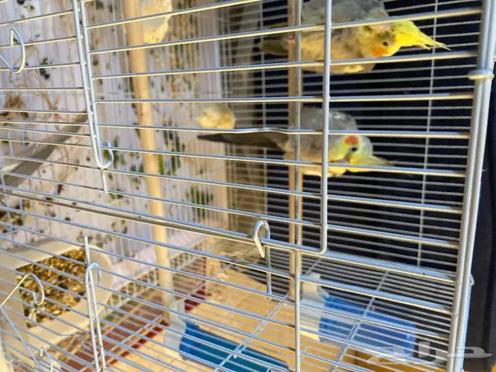 طيور كروان 0