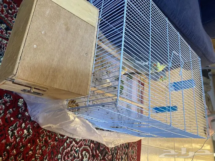 طيور كروان 1