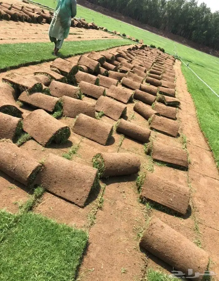 نجيل طبيعي واشجار 0