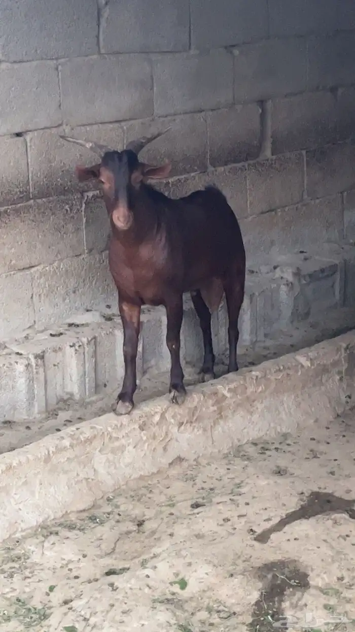 فحل ادهم صنف الصنف مشروط(تم الييع ) 1