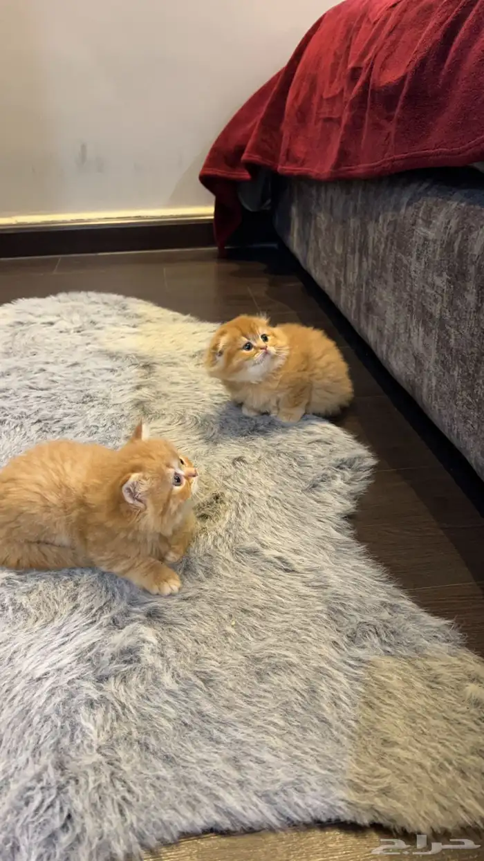 كتن سكوتش فولد ( تم البيع ) 9