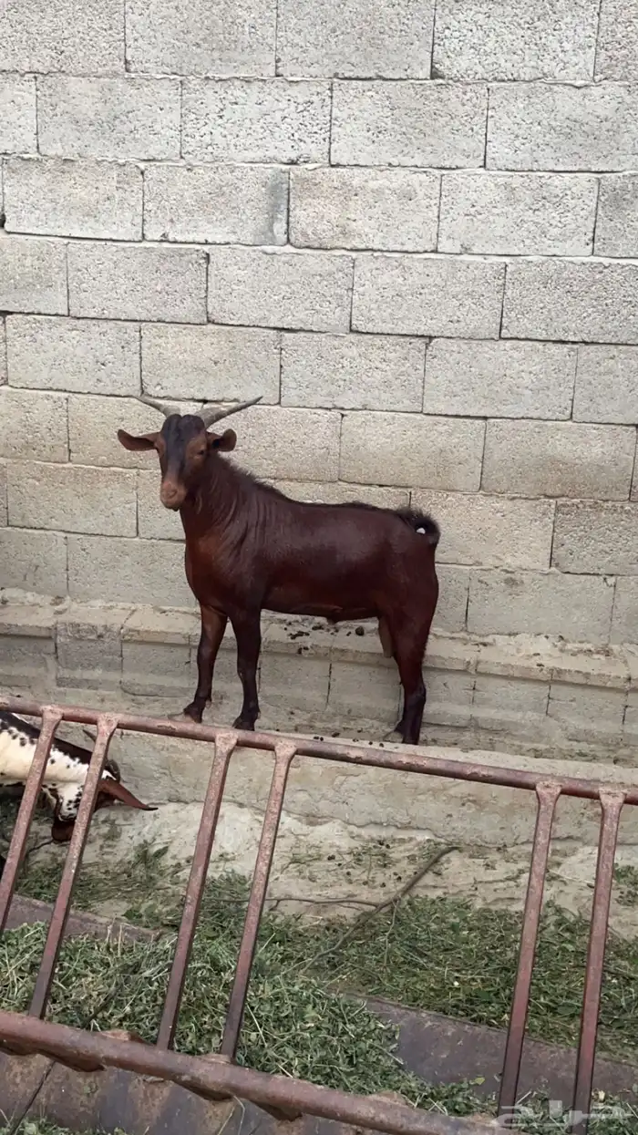 فحل ادهم صنف الصنف مشروط(تم الييع ) 2