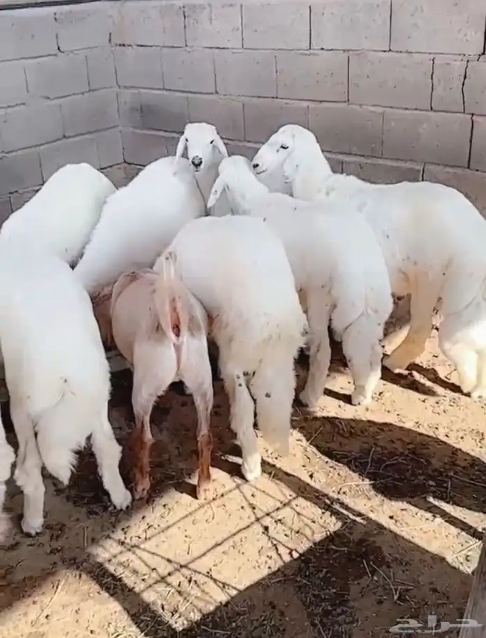 مراح وسام الصداره للذبايح 3