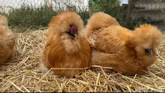 براهما  بيور   هجين   بيض 2