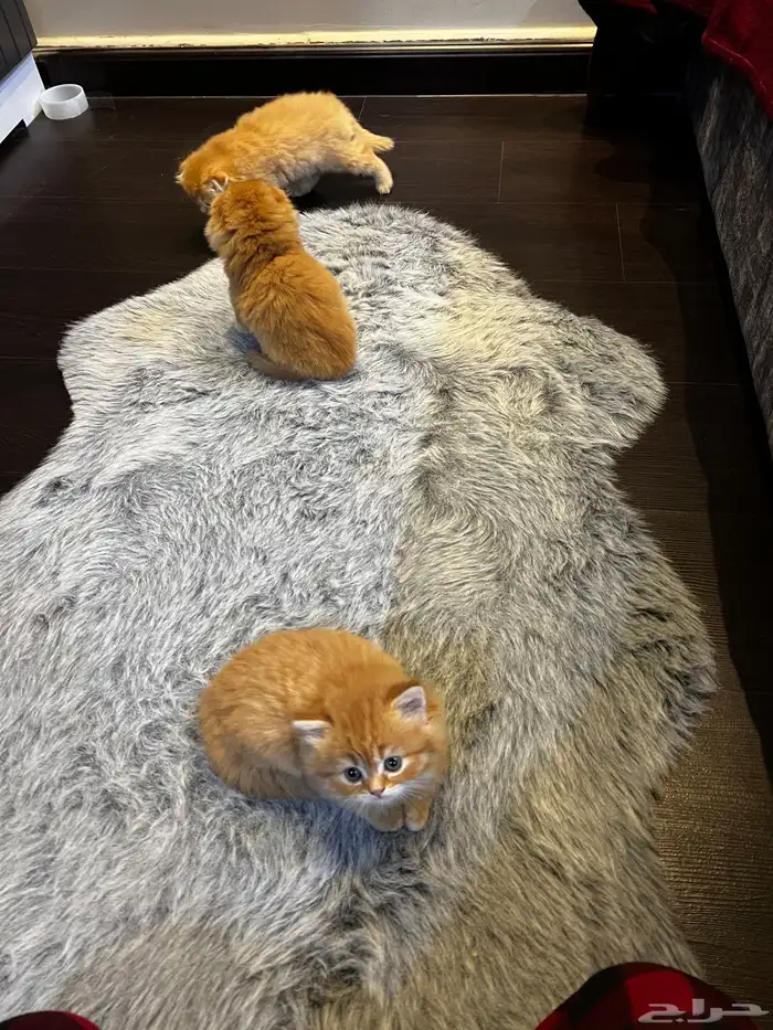 كتن سكوتش فولد ( تم البيع ) 11