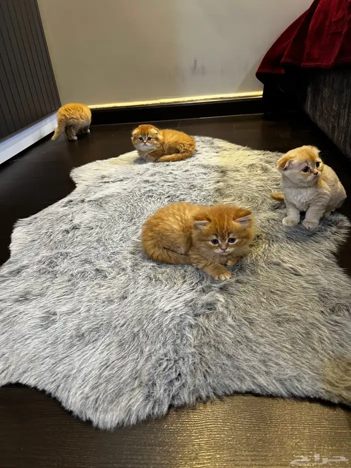 كتن سكوتش فولد ( تم البيع ) 10