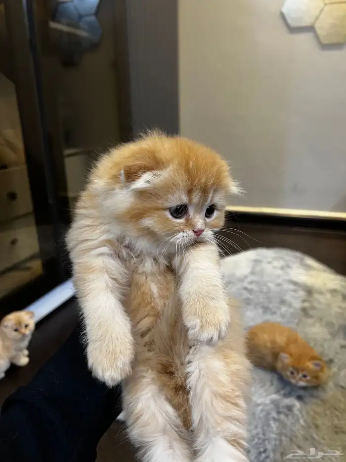 كتن سكوتش فولد ( تم البيع ) 6