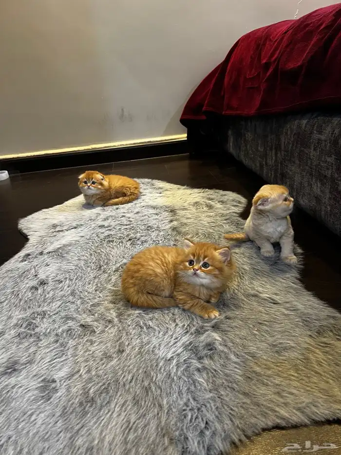 كتن سكوتش فولد ( تم البيع ) 4