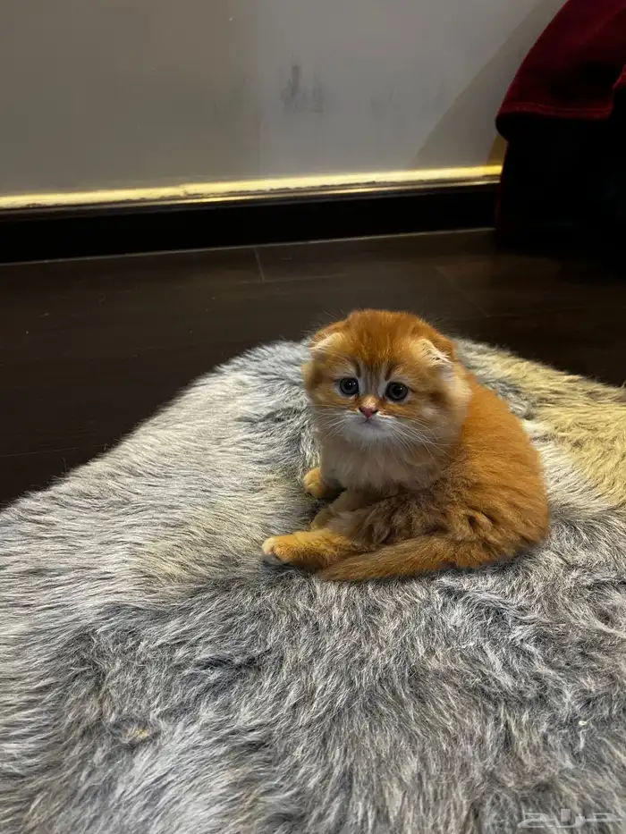 كتن سكوتش فولد ( تم البيع ) 1