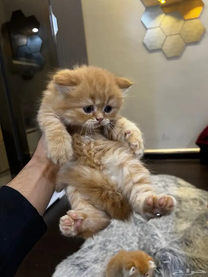 كتن سكوتش فولد ( تم البيع ) 8