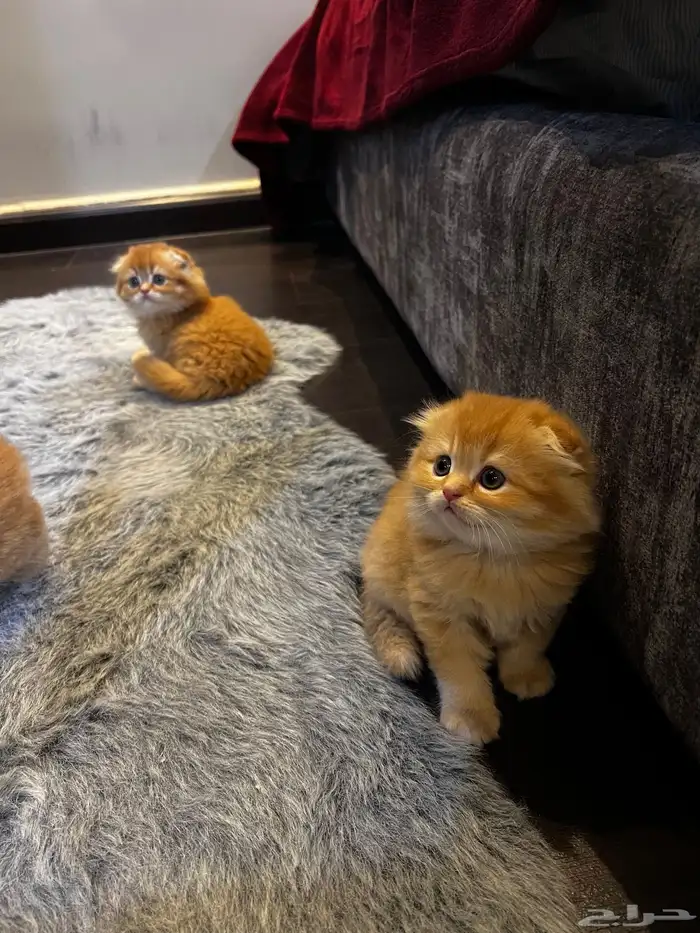 كتن سكوتش فولد ( تم البيع ) 0