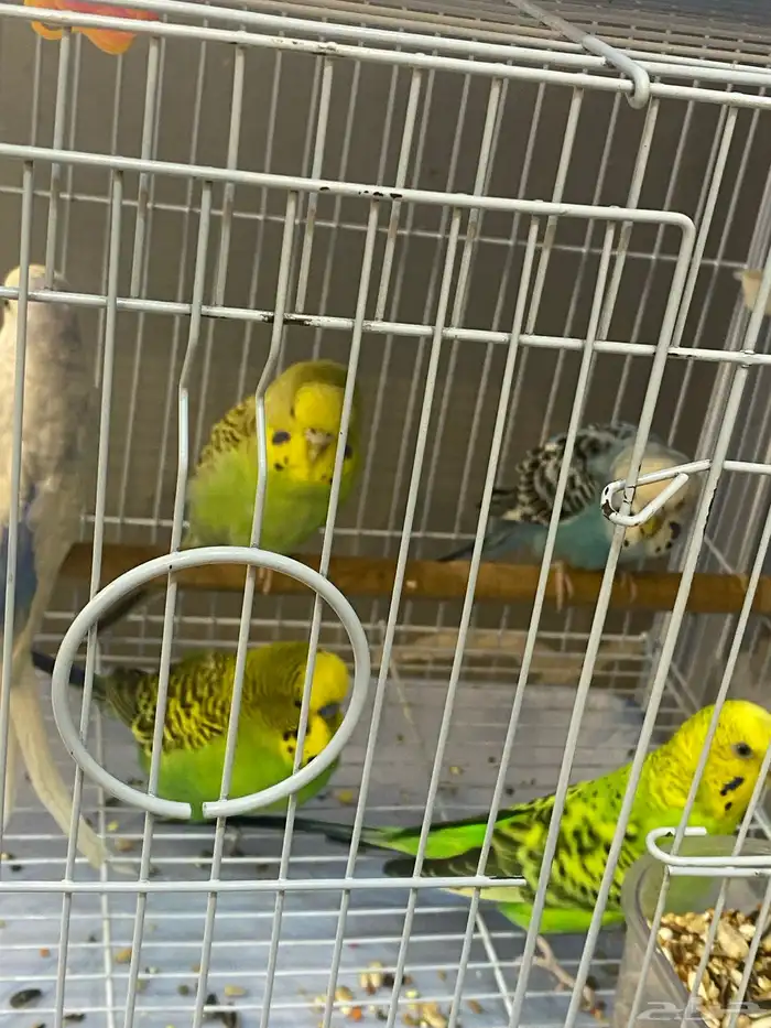 قطط طيور سمك هامستر 14