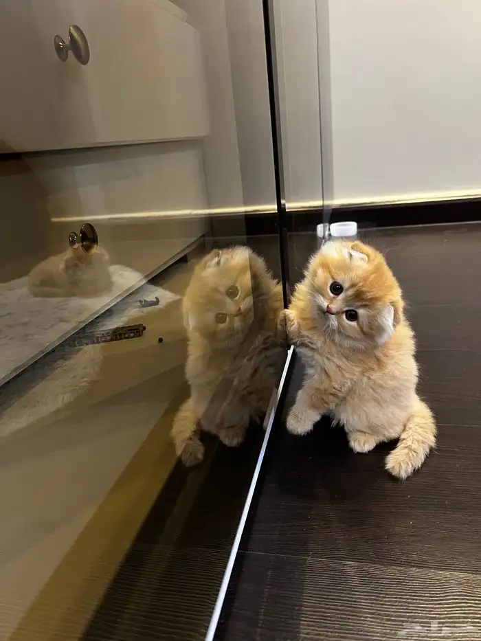 كتن سكوتش فولد ( تم البيع ) 3