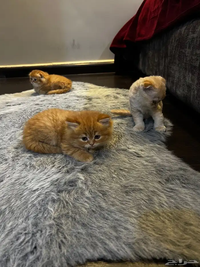 كتن سكوتش فولد ( تم البيع ) 2