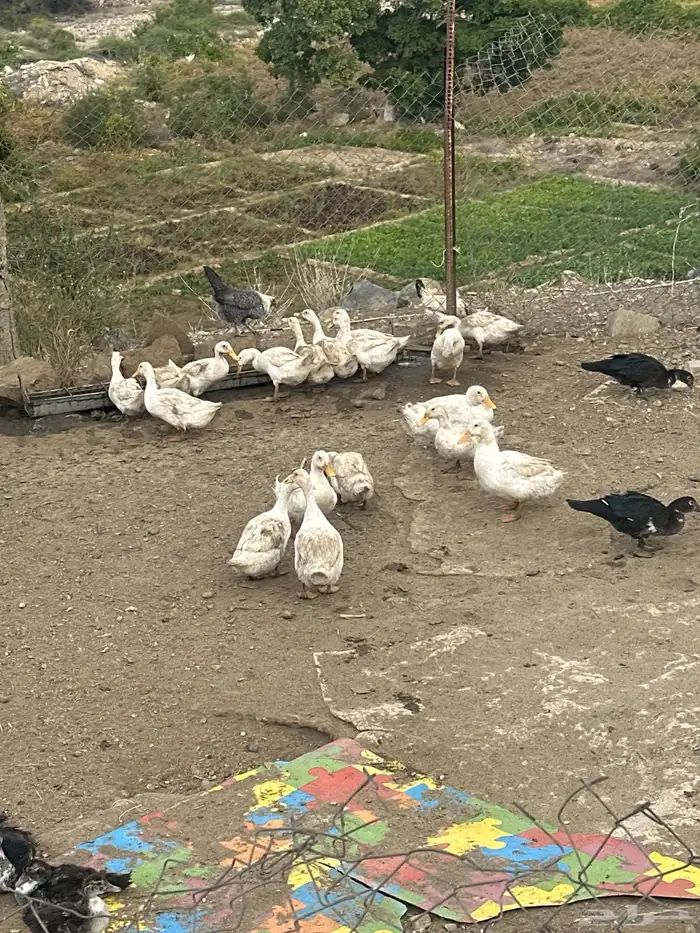 للبيع بط وحجل البط البكيني فقط للبيع الابيض( تم البيع ) 2