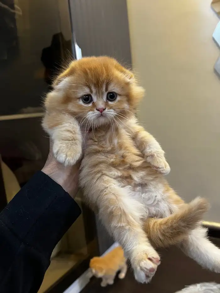 كتن سكوتش فولد ( تم البيع ) 7