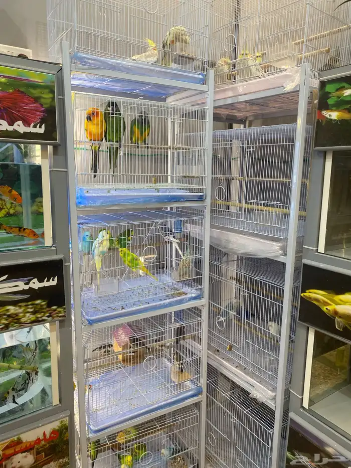 قطط طيور سمك هامستر 10