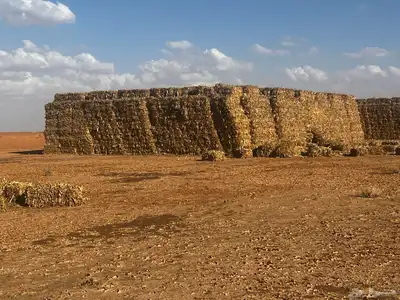 ذره شاميه بالات 3