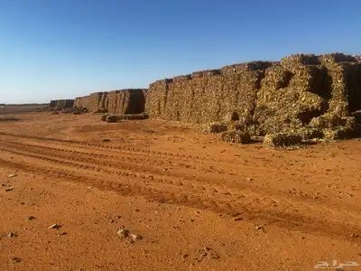 ذره شاميه بالات 9