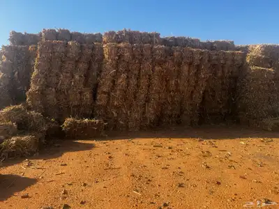 ذره شاميه بالات 6