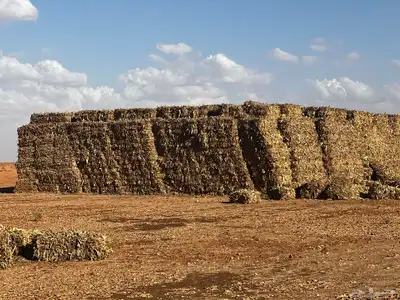 ذره شاميه بالات 2
