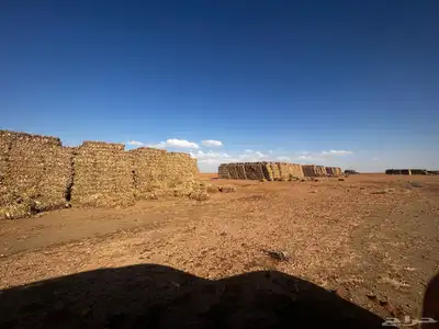 ذره شاميه بالات 1