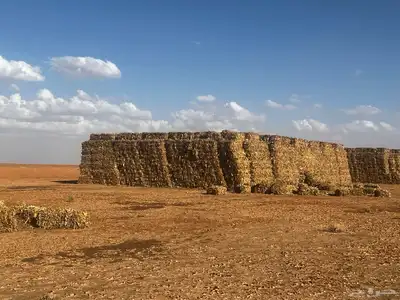 ذره شاميه بالات 4