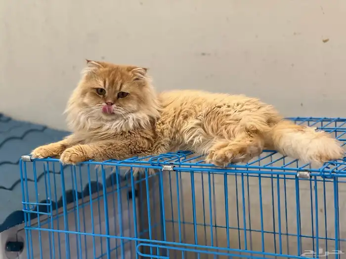 كتن سكوتش فولد ( تم البيع ) 13