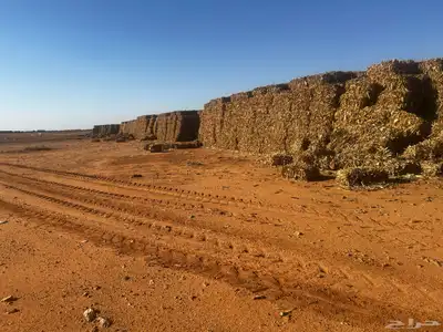 ذره شاميه بالات 8