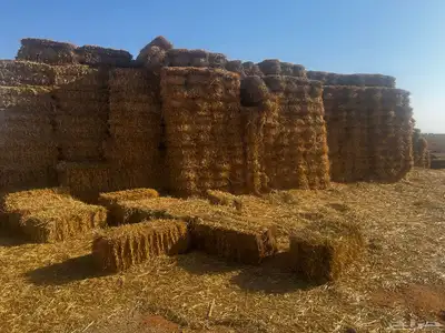 ذره شاميه بالات 7