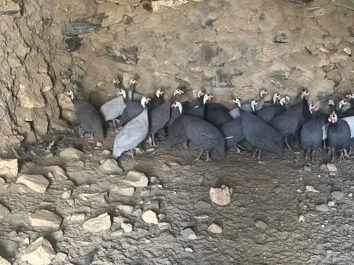 للبيع بط وحجل البط البكيني فقط للبيع الابيض( تم البيع ) 3