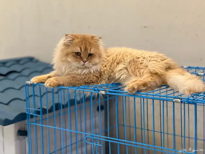 كتن سكوتش فولد ( تم البيع ) 12