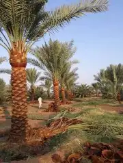 يوجدلدينانخيل مثمر جميع الانواع وجميع المقسات وشبوك المزارع 4